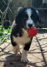 FUZZY, Hund, HSH-Mischling in Bulgarien - Bild 2