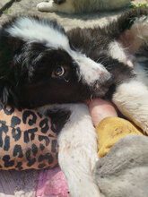 FUZZY, Hund, HSH-Mischling in Bulgarien - Bild 3