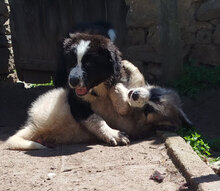 FUZZY, Hund, HSH-Mischling in Bulgarien - Bild 4