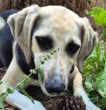 MAKUMBA, Hund, Mischlingshund in Italien - Bild 1