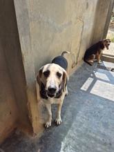 MAKUMBA, Hund, Mischlingshund in Italien - Bild 3