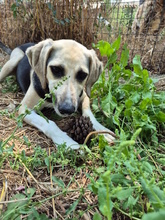 MAKUMBA, Hund, Mischlingshund in Italien - Bild 4