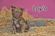 LAYLA, Hund, Pomeranian Mischling in Spanien - Bild 1