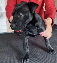 OTTO, Hund, Mischlingshund in Seulingen - Bild 1