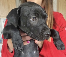 OTTO, Hund, Mischlingshund in Seulingen - Bild 2