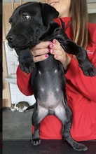 OTTO, Hund, Mischlingshund in Seulingen - Bild 3