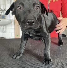 OTTO, Hund, Mischlingshund in Seulingen - Bild 4