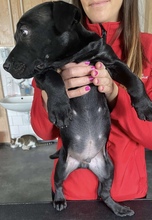 OTTO, Hund, Mischlingshund in Seulingen - Bild 5