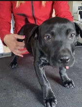 OTTO, Hund, Mischlingshund in Seulingen - Bild 6