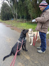 COFFEE, Hund, Mischlingshund in Bulgarien - Bild 3