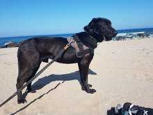 COFFEE, Hund, Mischlingshund in Bulgarien - Bild 4