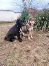 COFFEE, Hund, Mischlingshund in Bulgarien - Bild 6