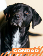 CONRAD, Hund, Mischlingshund in Bulgarien - Bild 1