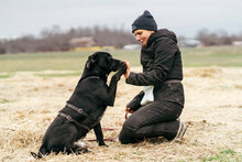 CONRAD, Hund, Mischlingshund in Bulgarien - Bild 2