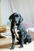 CONRAD, Hund, Mischlingshund in Bulgarien - Bild 3