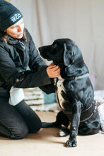 CONRAD, Hund, Mischlingshund in Bulgarien - Bild 4