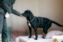 CONRAD, Hund, Mischlingshund in Bulgarien - Bild 5