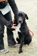 CONRAD, Hund, Mischlingshund in Bulgarien - Bild 6