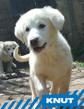 KNUT, Hund, HSH-Mischling in Bulgarien - Bild 1