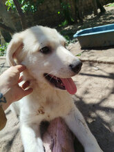 KNUT, Hund, HSH-Mischling in Bulgarien - Bild 2