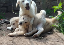 KNUT, Hund, HSH-Mischling in Bulgarien - Bild 3
