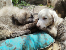 KNUT, Hund, HSH-Mischling in Bulgarien - Bild 4