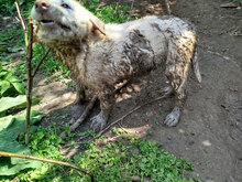 KNUT, Hund, HSH-Mischling in Bulgarien - Bild 5