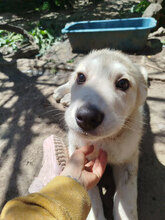 KNUT, Hund, HSH-Mischling in Bulgarien - Bild 6