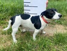 GABY, Hund, Mischlingshund in Slowakische Republik - Bild 2