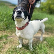 GABY, Hund, Mischlingshund in Slowakische Republik - Bild 3