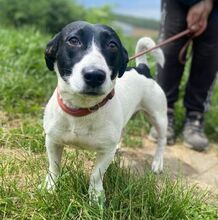 GABY, Hund, Mischlingshund in Slowakische Republik - Bild 4