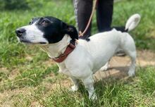 GABY, Hund, Mischlingshund in Slowakische Republik - Bild 5