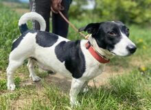 GABY, Hund, Mischlingshund in Slowakische Republik - Bild 6