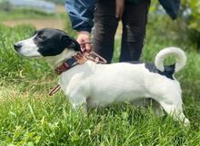 GABY, Hund, Mischlingshund in Slowakische Republik - Bild 7
