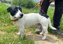 GABY, Hund, Mischlingshund in Slowakische Republik - Bild 8