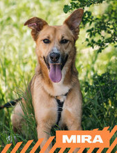 MIRA, Hund, Mischlingshund in Bulgarien - Bild 1