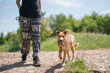 MIRA, Hund, Mischlingshund in Bulgarien - Bild 2