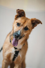 MIRA, Hund, Mischlingshund in Bulgarien - Bild 3