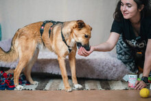 MIRA, Hund, Mischlingshund in Bulgarien - Bild 4