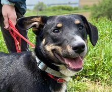 TROY, Hund, Mischlingshund in Slowakische Republik