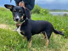 TROY, Hund, Mischlingshund in Slowakische Republik - Bild 2