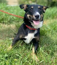 TROY, Hund, Mischlingshund in Slowakische Republik - Bild 3