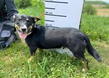 TROY, Hund, Mischlingshund in Slowakische Republik - Bild 4