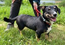 TROY, Hund, Mischlingshund in Slowakische Republik - Bild 5