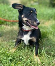 TROY, Hund, Mischlingshund in Slowakische Republik - Bild 6