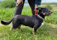 TROY, Hund, Mischlingshund in Slowakische Republik - Bild 8
