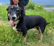 TROY, Hund, Mischlingshund in Slowakische Republik - Bild 9