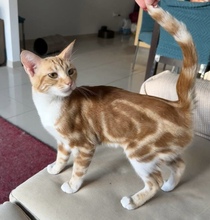 LASSO, Katze, Europäisch Kurzhaar in Zypern - Bild 1