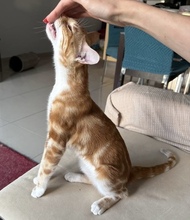 LASSO, Katze, Europäisch Kurzhaar in Zypern - Bild 2