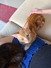 LASSO, Katze, Europäisch Kurzhaar in Zypern - Bild 3
